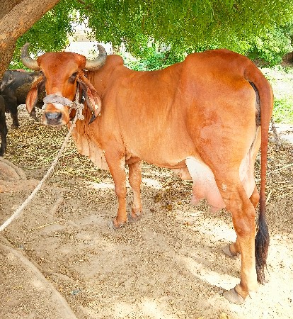 ગાય વેચવાની છે