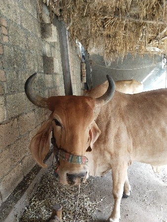 ગાય વેચવાની છે