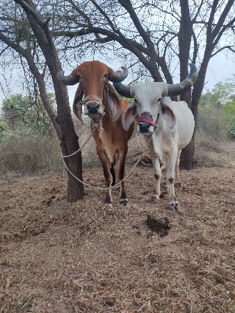 બીજી ધરના ગોડલા વેચવાના છે