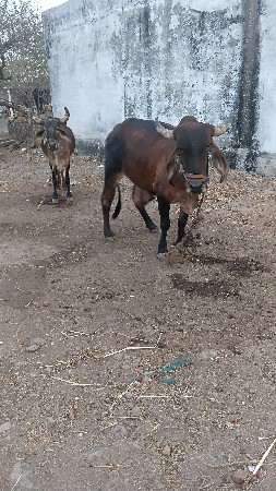 વેચવાના  શે