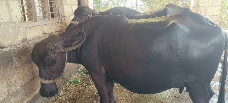 આ ભેંસ વેચવાની છે.
