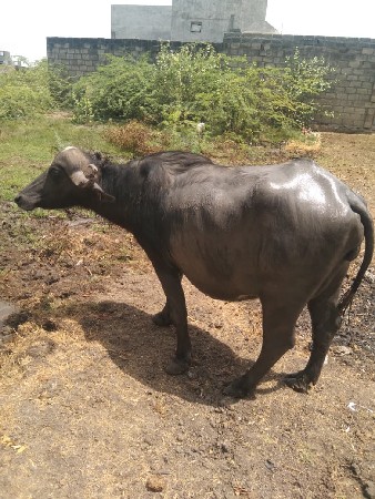 ખડેલી વેચવા  ની છે
