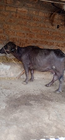 ભેંસ વેચવાની છે