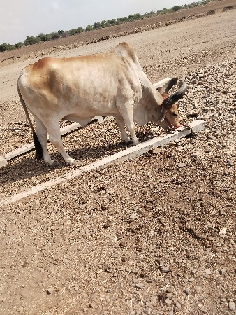 બળદ વેચવાના છે.