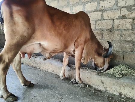 ગીર ગાય વેચવાની છે