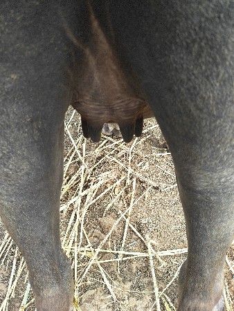 ખડેલી