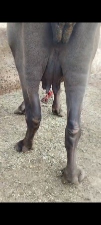 પેલું વેતર