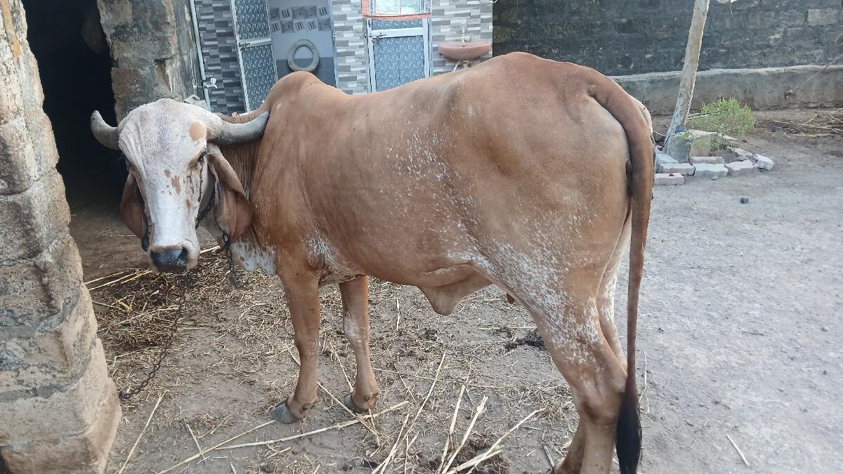 ગાય વેચવા ની છે
