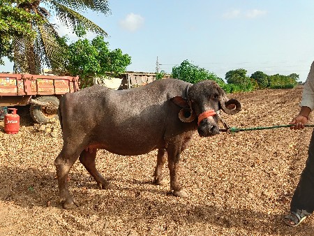 વેચવાની છે
