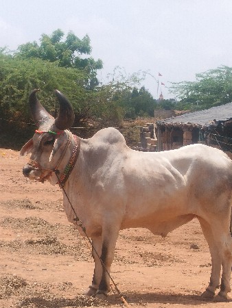 સાહેબ
