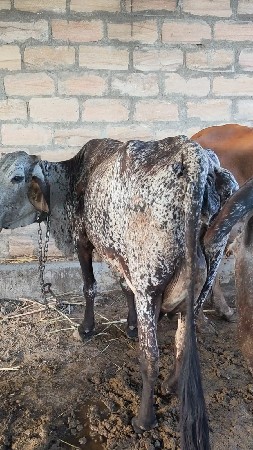 ગાય વેચવાની છે