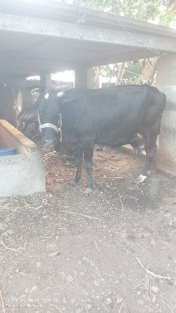 બીજું વેતર સે વાંસળી સે
