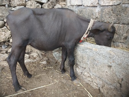 ૩ પાડી વેચવાની છે
