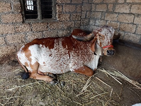 ગાય વેસવાની છે