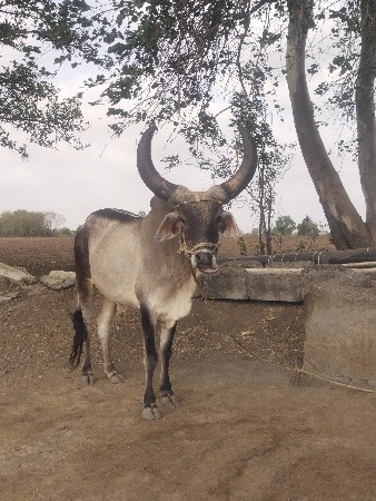 એક ગોઢલો વેચવાનો છે