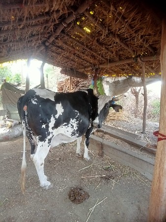 jarsi gay vechavani se