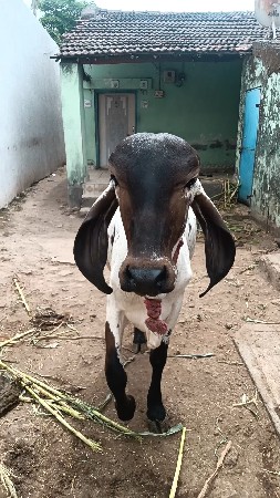 ગીર વાશડી છૅ