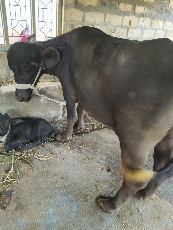 ભેંસ વેચવાની છે