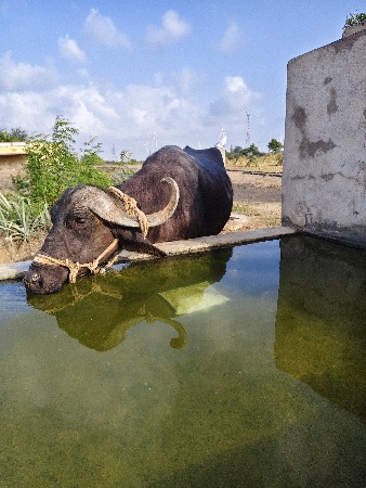 ભેંશ.વેચાવ્...   25..વાર