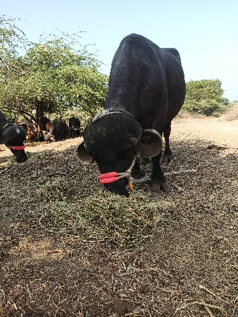 પેલું વેતર છે