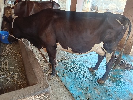 એસફ