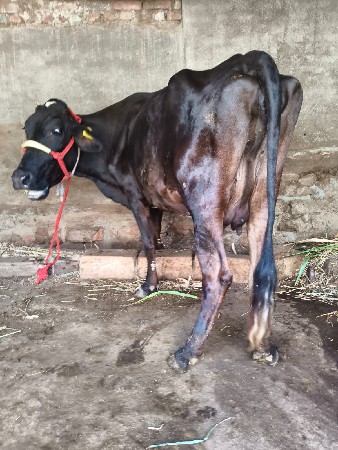 બે ગીર કૉષ ગાય વેચવાની છે