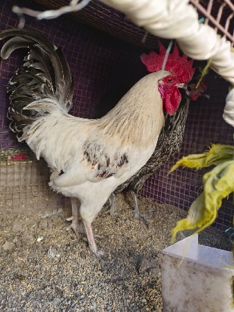 દેશી કપડા ઈંડા ચાલુ