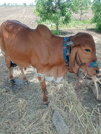 બળદ વેચવાના છે