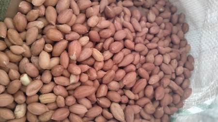 ગીરનાર 4