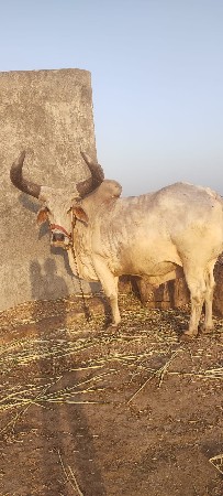 ચાર પાંચ વાવણી વાવેલો