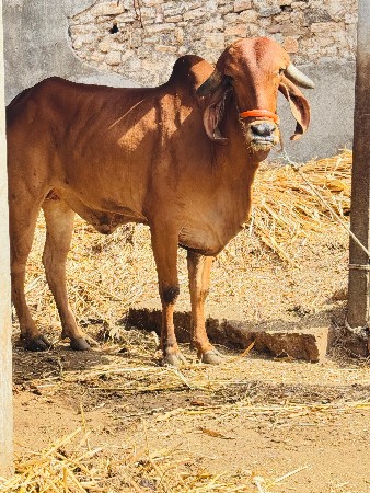 બોવ જોરદાર બ્રીડ વારી હોડકી