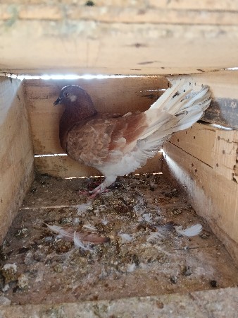female vechavani chh