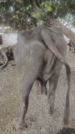 વેચવાની છે