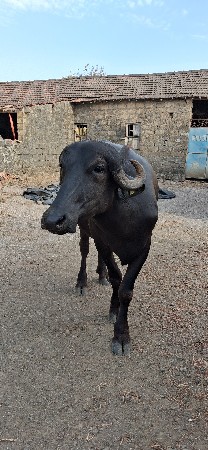 બે ખડેલા વેચવાના છે