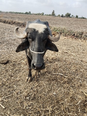 ભેંશ