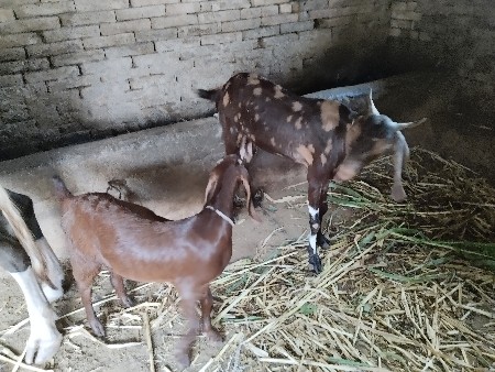 2 bakari devaniche