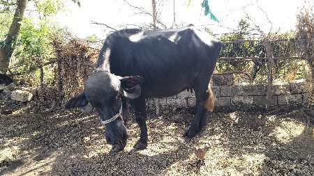 ભેસ..