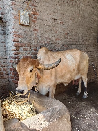 ગીર ગાય વેચવાની છે