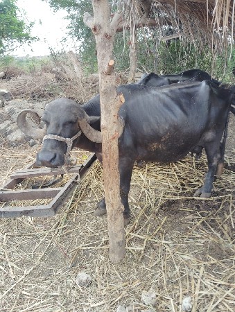 ભેંસ વેચવાની છે