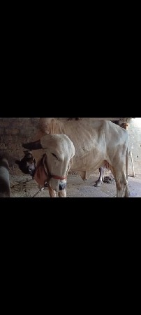 ગાય