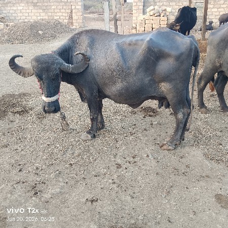 ચોથું વેતર