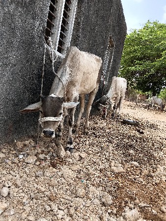 આ ગોધલા વિશ્વાના સે