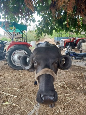 પેલું વેતર