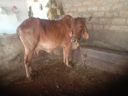 ગાય.