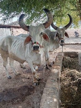 બરધ વેચવાના છે તન ધર
