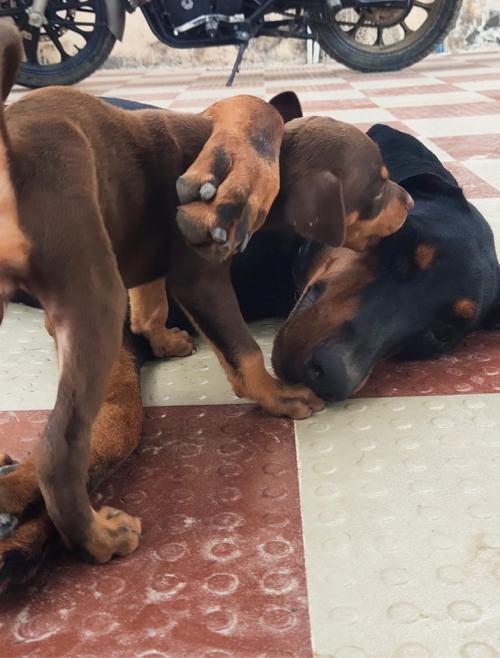Dobermen ફીમેલ