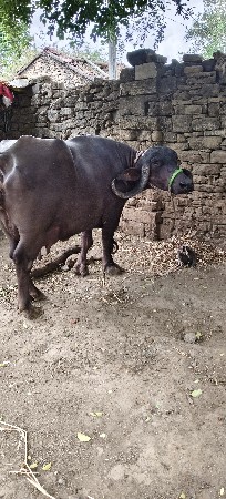 આ ભેંસ વેચવાની છે ગામ વડાળા