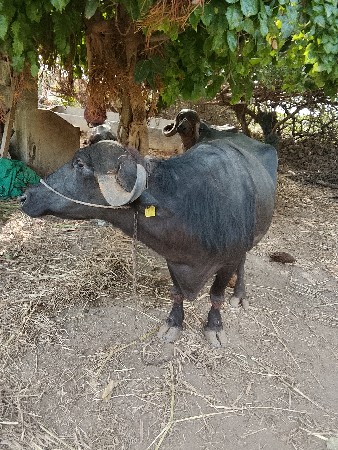 વેચવાની છે