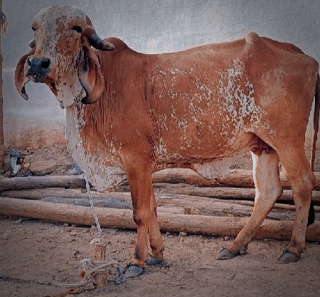 ગીર હોડકી વેચવાની છે