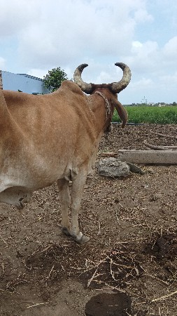 બળદ વેચવા નો છે
